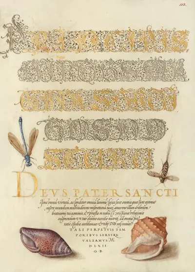 Damselfly Insect And Marine Mollusks