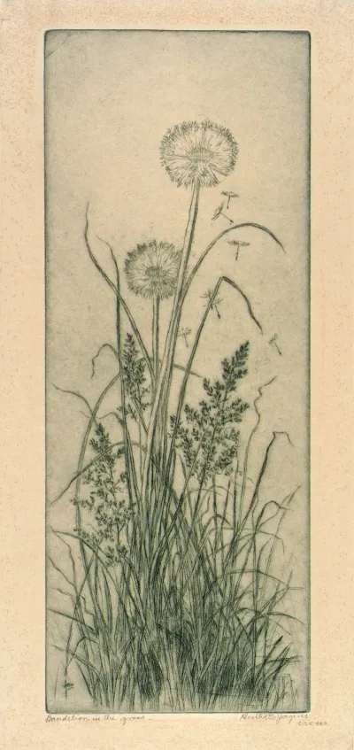 Dandelion In The Grass