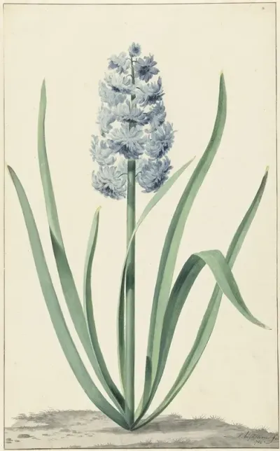 De Blauwe Hyacint Franciscus Primus