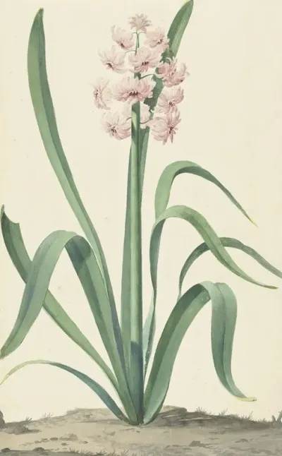 De Roze Hyacint Rex Rubrorum