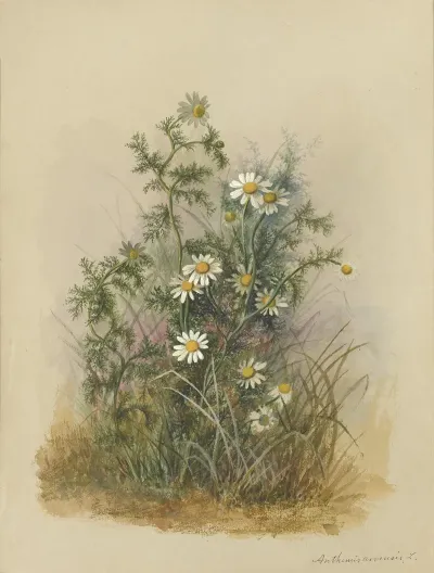 Deborah Griscom Passmore Watercolor Album Pl 53