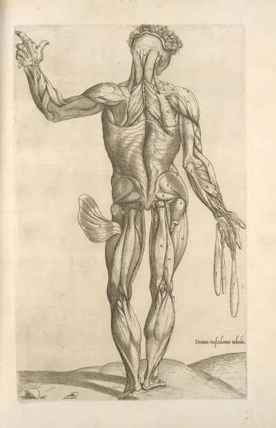 Decima Musculorum Tabula
