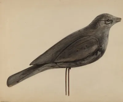 Decoy Gull