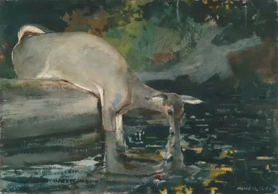 Deer Drinking