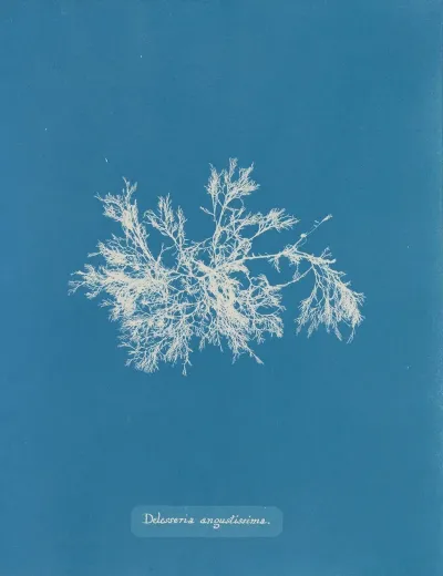 Delesseria Angustissima