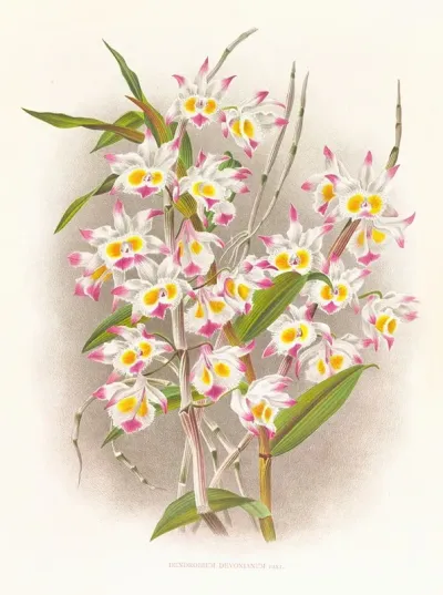 Dendrobium Devonianum 2