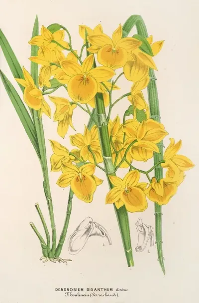 Dendrobium Dixanthum