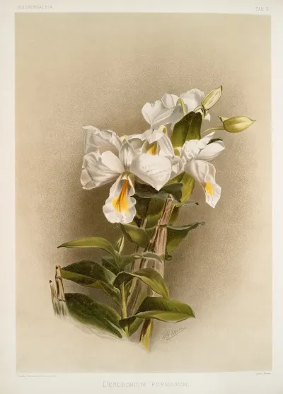 Dendrobium Formosum