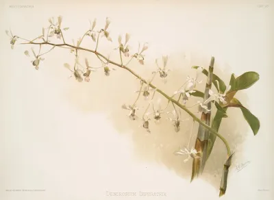 Dendrobium Imperatrix