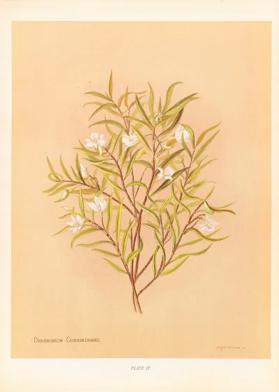 Denrobium Cunninghamii