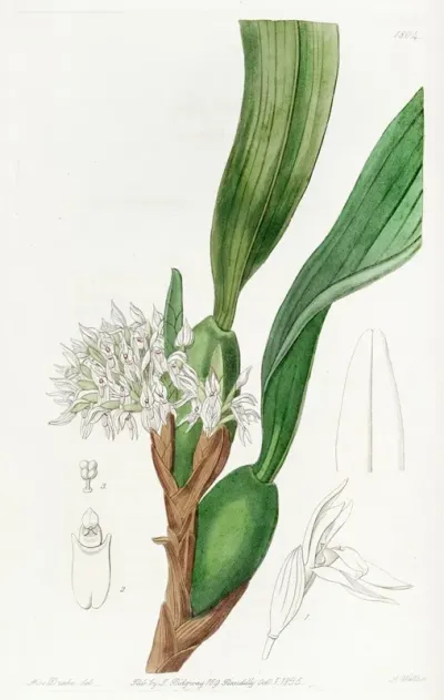 Dense Flowered Maxillari