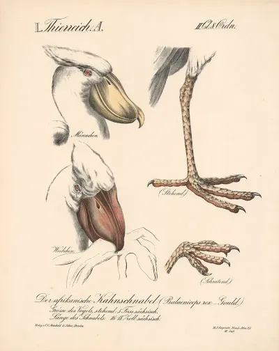 Der Afrikanische Kahnschnabel Balaeniceps Rex Gould