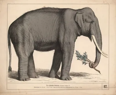 Der Asiatische Elephant