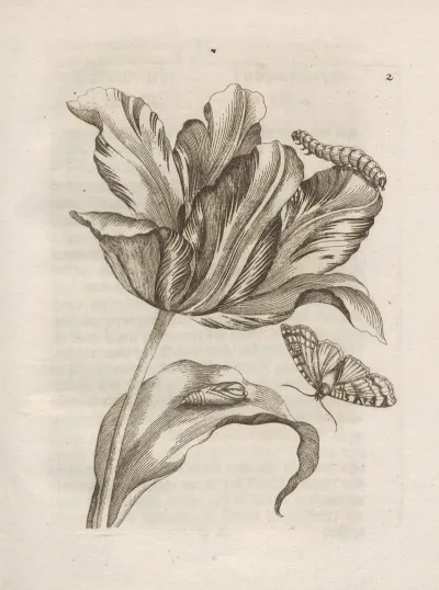 Der Raupen Wunderbare Verwandelung Und Sonderbare Blumen Nahrung Pl 003