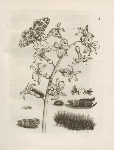 Der Raupen Wunderbare Verwandelung Und Sonderbare Blumen Nahrung Pl 006
