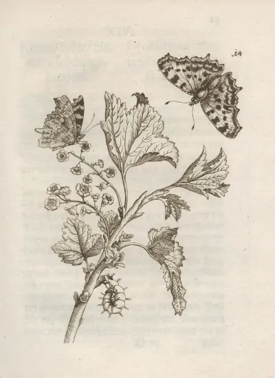 Der Raupen Wunderbare Verwandelung Und Sonderbare Blumen Nahrung Pl 015