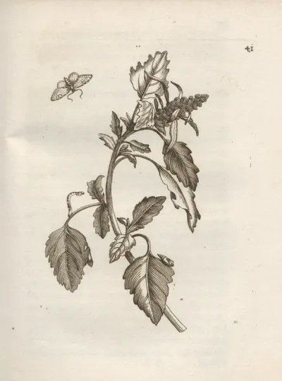 Der Raupen Wunderbare Verwandelung Und Sonderbare Blumen Nahrung Pl 042