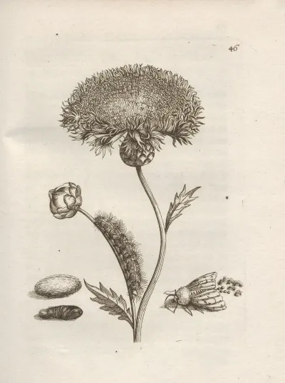 Der Raupen Wunderbare Verwandelung Und Sonderbare Blumen Nahrung Pl 047