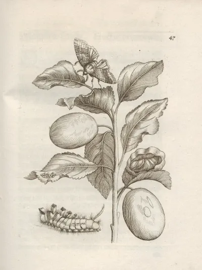 Der Raupen Wunderbare Verwandelung Und Sonderbare Blumen Nahrung Pl 048