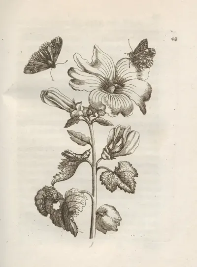 Der Raupen Wunderbare Verwandelung Und Sonderbare Blumen Nahrung Pl 049