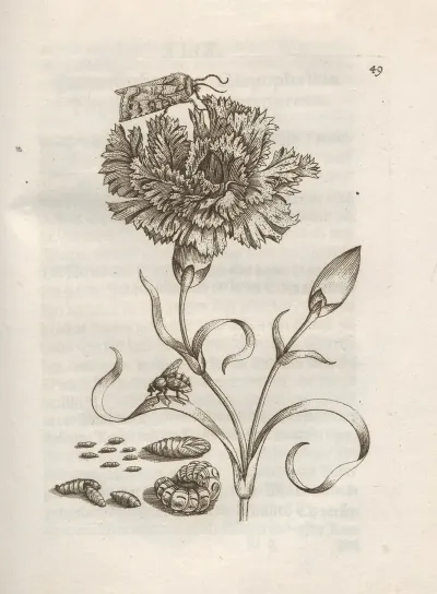 Der Raupen Wunderbare Verwandelung Und Sonderbare Blumen Nahrung Pl 050