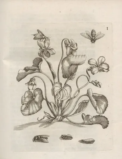 Der Raupen Wunderbare Verwandelung Und Sonderbare Blumen Nahrung Pl 052
