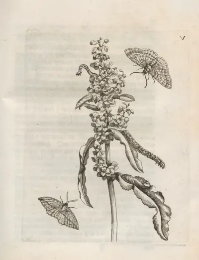 Der Raupen Wunderbare Verwandelung Und Sonderbare Blumen Nahrung Pl 056