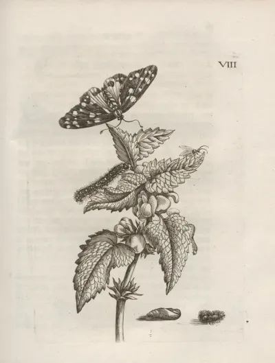 Der Raupen Wunderbare Verwandelung Und Sonderbare Blumen Nahrung Pl 059