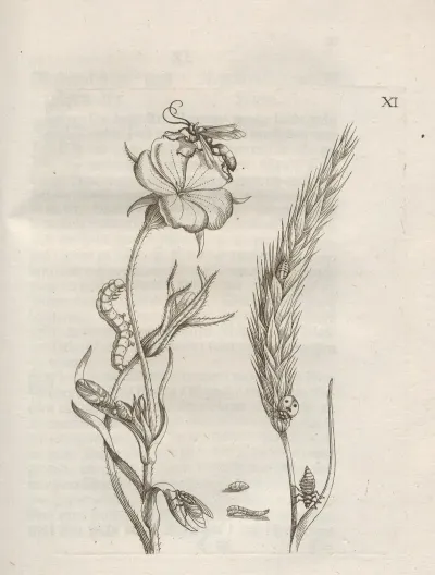 Der Raupen Wunderbare Verwandelung Und Sonderbare Blumen Nahrung Pl 062