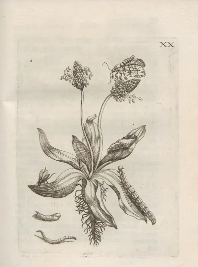 Der Raupen Wunderbare Verwandelung Und Sonderbare Blumen Nahrung Pl 071