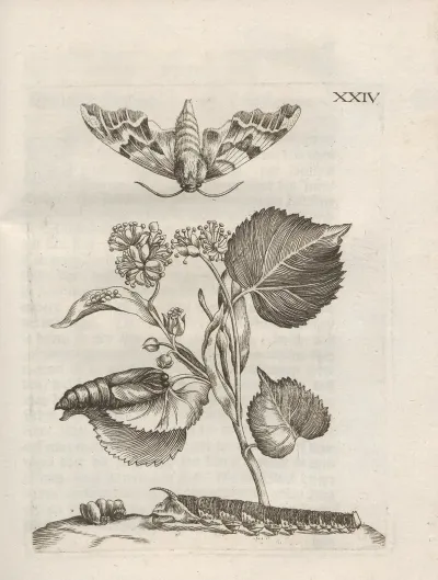 Der Raupen Wunderbare Verwandelung Und Sonderbare Blumen Nahrung Pl 075