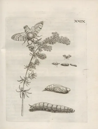Der Raupen Wunderbare Verwandelung Und Sonderbare Blumen Nahrung Pl 080