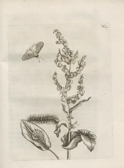 Der Raupen Wunderbare Verwandelung Und Sonderbare Blumen Nahrung Pl 091