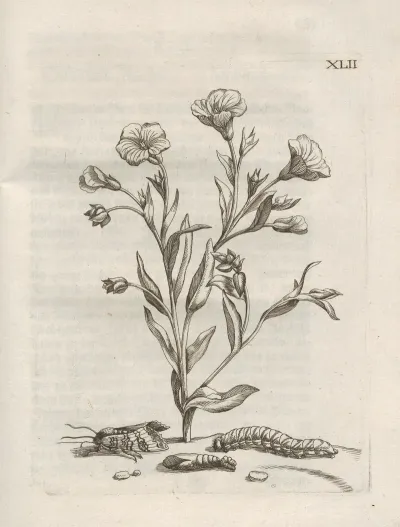 Der Raupen Wunderbare Verwandelung Und Sonderbare Blumen Nahrung Pl 093