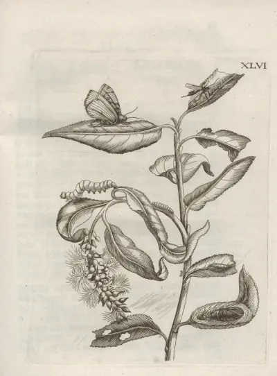Der Raupen Wunderbare Verwandelung Und Sonderbare Blumen Nahrung Pl 097