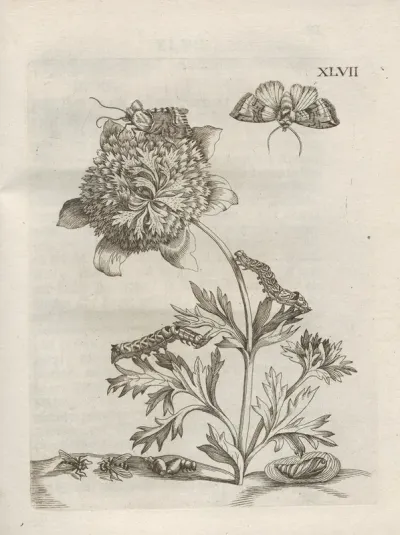 Der Raupen Wunderbare Verwandelung Und Sonderbare Blumen Nahrung Pl 098