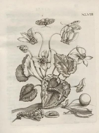 Der Raupen Wunderbare Verwandelung Und Sonderbare Blumen Nahrung Pl 099