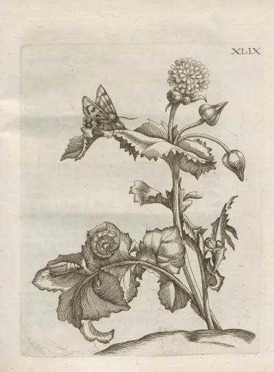 Der Raupen Wunderbare Verwandelung Und Sonderbare Blumen Nahrung Pl 100