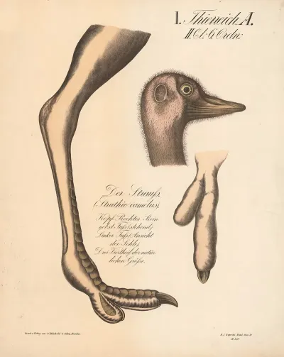 Der Strauss Struthio Camelus