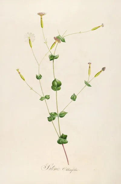Description Des Plantes Rares Cultivees A Malmaison Et A Navarre Pl 05