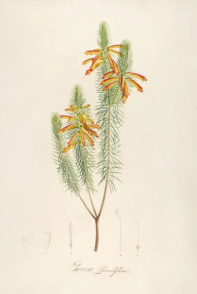 Description Des Plantes Rares Cultivees A Malmaison Et A Navarre Pl 10