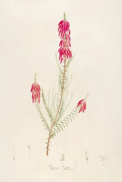 Description Des Plantes Rares Cultivees A Malmaison Et A Navarre Pl 16