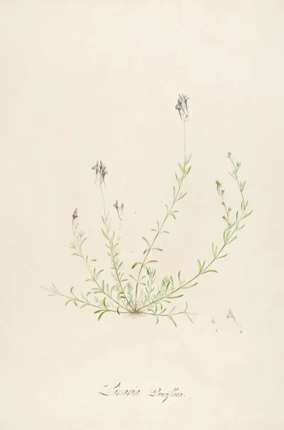 Description Des Plantes Rares Cultivees A Malmaison Et A Navarre Pl 18