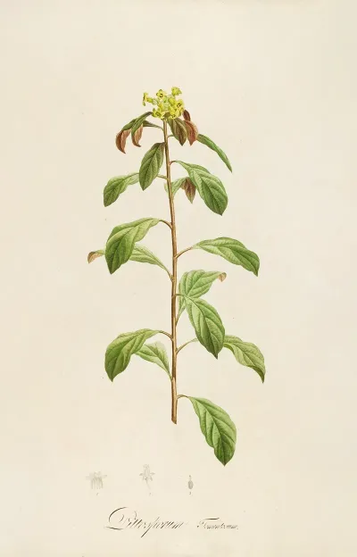Description Des Plantes Rares Cultivees A Malmaison Et A Navarre Pl 21
