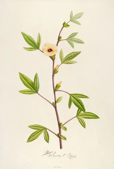 Description Des Plantes Rares Cultivees A Malmaison Et A Navarre Pl 29