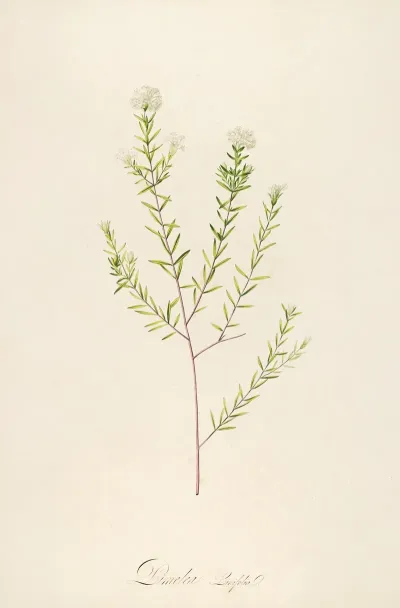Description Des Plantes Rares Cultivees A Malmaison Et A Navarre Pl 31