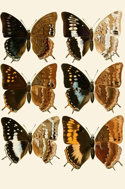 Deutsche Entomologische Zeitschrift Pl 3