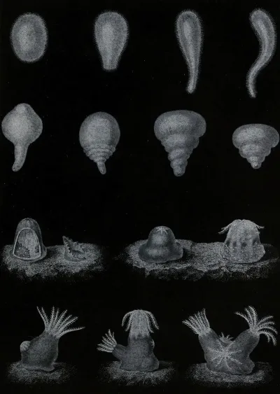 Developpement Du Corail