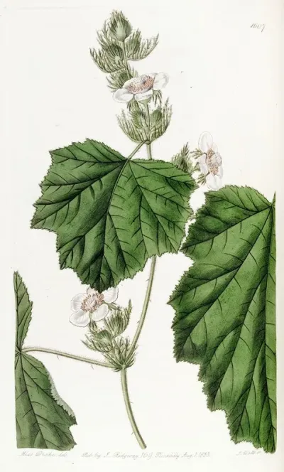Dewy Bramble