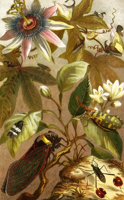 Die Insekten Tausendfüssler Und Spinnen Pl 19